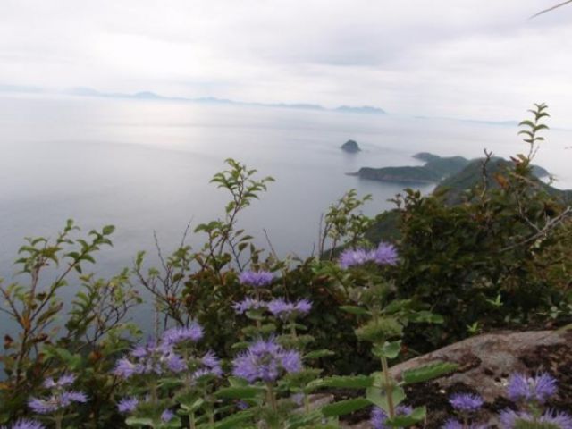 平戸カヤックス　大陸性の花が咲く平戸島の登山のプラン　志々岐山　ダンギク