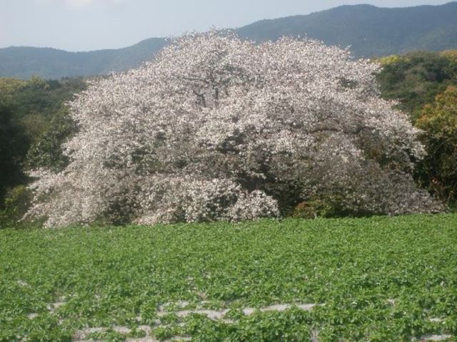 平戸カヤックス　大陸性の花が咲く平戸島の登山のプラン　慈眼桜　体験の様子