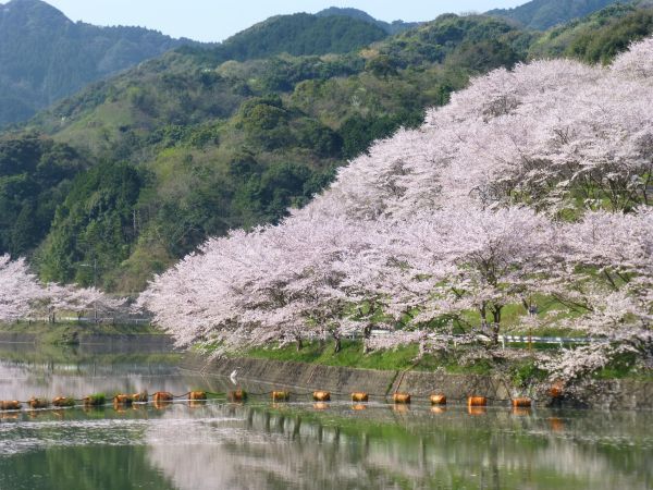 庭木ダム